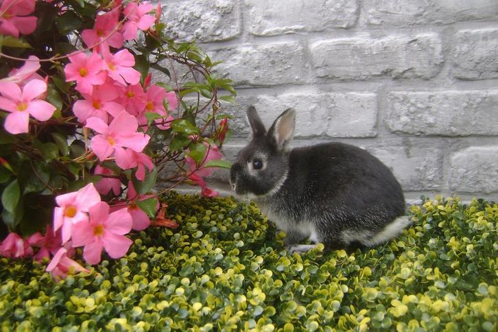 Kleurdwergjes van 10 weken oud, Dieren en Toebehoren, Konijnen, Dwerg, Meerdere dieren