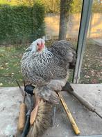Cochin kriel meerzomig zilverpatrijs 2025 koppel, Dieren en Toebehoren, Pluimvee, Meerdere dieren, Kip