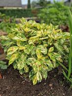 Persicaria painters palette (1volle plant), Ophalen, Lente