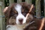 Prachtige Australische herder pups (australian shepherd), Dieren en Toebehoren, Honden | Herdershonden en Veedrijvers, België