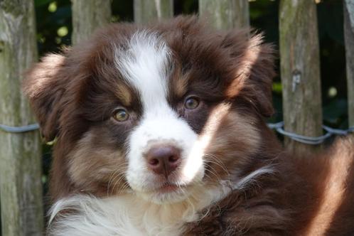 Prachtige Australische herder pups (australian shepherd), Dieren en Toebehoren, Honden | Herdershonden en Veedrijvers, Meerdere dieren