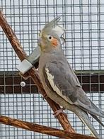 Valkparkiet, Animaux & Accessoires, Oiseaux | Perruches & Perroquets, Sexe inconnu, Perruche, Bagué