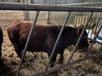 West-Vlaams rood stier, Dieren en Toebehoren, Runderen, Mannelijk, 0 tot 2 jaar