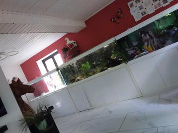 Cichliden,  aquariums enz te koop , wegens waterschade  beschikbaar voor biedingen