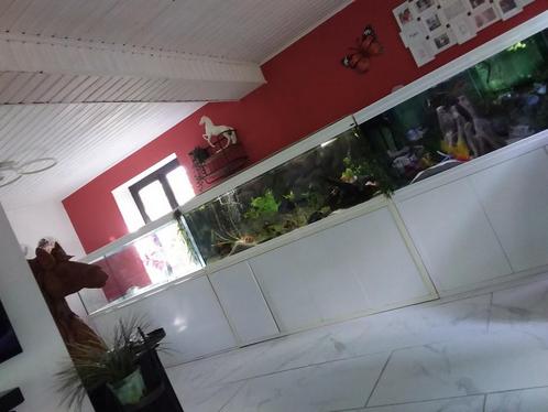 Cichliden,  aquariums enz te koop , wegens waterschade, Dieren en Toebehoren, Vissen | Aquaria en Toebehoren, Ophalen