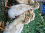 Eenden, Dieren en Toebehoren, Pluimvee