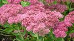 sedum herfstfreude en sedum  matrona  in pot, Tuin en Terras, Planten | Tuinplanten, Ophalen, Vaste plant