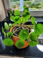 grote pannenkoekenplant, Ophalen