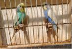 Vrouwelijke turquoise grasparkiet met groene of blauwe man, Meerdere dieren, Parkiet