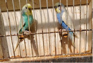 Vrouwelijke turquoise grasparkiet met groene of blauwe man beschikbaar voor biedingen