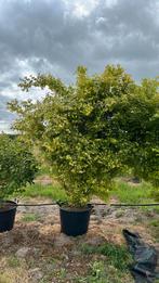 Acer palmatum 2m, Tuin en Terras, Ophalen