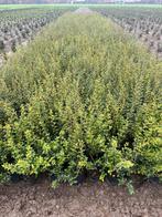 Osmanthus Burkwoodii aan stuntprijzen!, Ophalen, Taxus