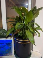 Kamerplant, Huis en Inrichting, Kamerplanten, Ophalen