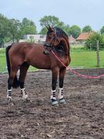 Ruin van I'M SPECIAL DE MUZE, Ophalen