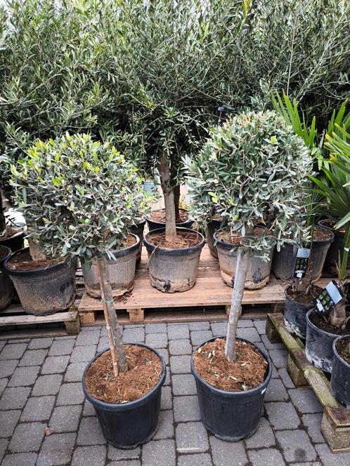 Olijfbomen te koop Olea Europaea, Tuin en Terras, Planten | Bomen, Olijfboom, 100 tot 250 cm, Volle zon, Lente, In pot, Ophalen