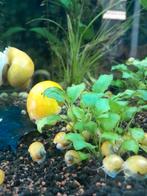 Appelslakken, Escargot ou Mollusque, Poisson d'eau douce