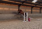 4 jarige ruin, Dieren en Toebehoren, Paarden, Springpaard, Minder dan 160 cm, Gechipt, Ruin