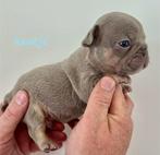 Lilac -Tan  Franse bulldog pups, CDV (hondenziekte), Meerdere, Bulldog, 8 tot 15 weken