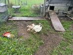 haantjes leghorn porcelein, Dieren en Toebehoren, Mannelijk, Kip