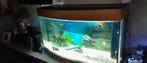 aquarium juwel vision 180l  compleet, Enlèvement, Comme neuf