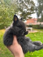 Raszuivere teddy dwerg konijnen, Dieren en Toebehoren, Konijnen, Dwerg