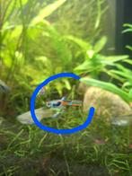 Endler guppies, Dieren en Toebehoren