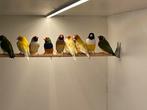 Natuurbroed gouldamadines kweekrijp