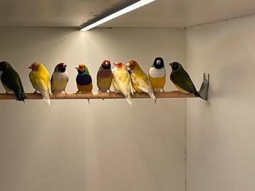 Natuurbroed gouldamadines kweekrijp beschikbaar voor biedingen