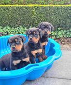 rottweiler pups, Dieren en Toebehoren, Honden | Bulldogs, Pinschers en Molossers, België, CDV (hondenziekte), 8 tot 15 weken, Meerdere