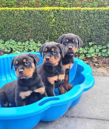 rottweiler pups beschikbaar voor biedingen