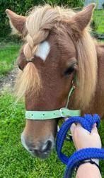 8 jarige merrie, Dieren en Toebehoren, Merrie, B, Springpony, A pony (tot 1.17m)