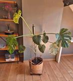Kamerplant: monstera, Binnen