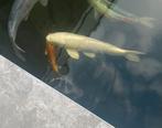 Yamabuki Ogon Japanse koi, Dieren en Toebehoren, Karper of Koi