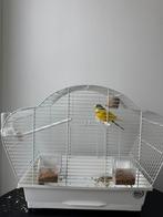 Koppel parkiet met kooi, Dieren en Toebehoren, Ophalen, Zo goed als nieuw, Kooi