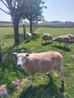 Moutons à vendre, Animaux & Accessoires, Moutons, Chèvres & Cochons