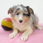 Sheltie Blue Merle (teefjes) Belgische pups te koop, CDV (hondenziekte), Meerdere, Teef, 8 tot 15 weken