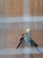 Rosella te koop, Plusieurs animaux, Perruche