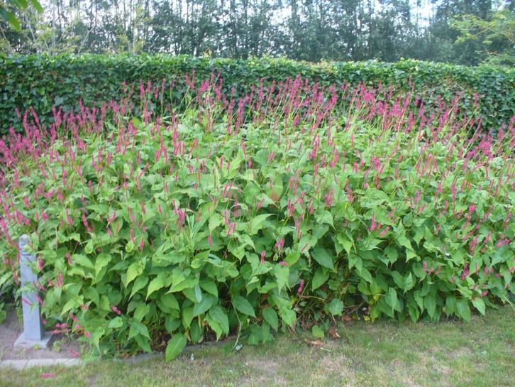 Struik met rode bloempjes :  “Persicaria amplexicaule”  , Tuin en Terras, Planten | Struiken en Hagen, Struik, Ophalen
