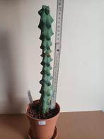 kamerplanten, Autres espèces, En pot, Plein soleil, Moins de 100 cm