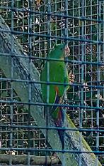 Swift parkiet pop, Dieren en Toebehoren, Vrouwelijk, Parkiet, Geringd