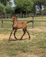 Arabische veulens, Dieren en Toebehoren, Paarden, Minder dan 160 cm, 0 tot 2 jaar, Hengst, Onbeleerd