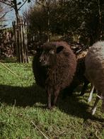 Ouessant ooi lam, Dieren en Toebehoren, Vrouwelijk, Schaap, 0 tot 2 jaar