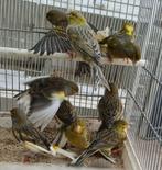 Kanaries, Animaux & Accessoires, Oiseaux | Canaris