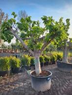 Ficus Carica (vijgenboom) winterhard tot -15. Planthoogte 2m