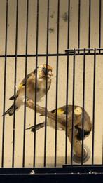 Major Putters, Dieren en Toebehoren, Wildzangvogel, Geringd
