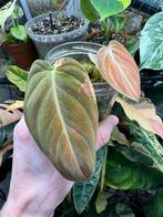 Philodendron melanochrysum variegata: gewortelde stekken, Huis en Inrichting, Kamerplanten, Ophalen, 200 cm of meer, Overige soorten