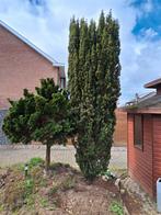Taxus baccata (fastigiata) - gratis, Tuin en Terras, Planten | Bomen, Ophalen