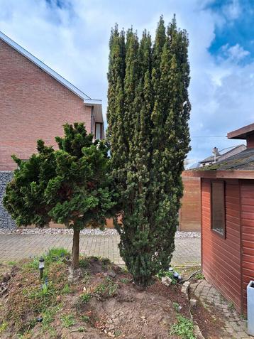 Taxus baccata (fastigiata) - gratis  beschikbaar voor biedingen