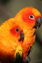 Bewezen kweekkoppel zonparkieten, Dieren en Toebehoren