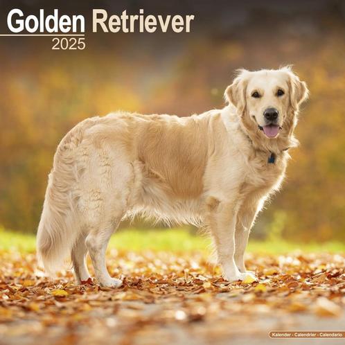 Calendrier Golden Retriever 2025, Divers, Calendriers, Neuf, Calendrier annuel, Enlèvement ou Envoi